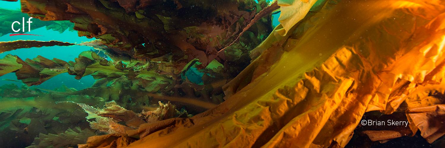 NEOceanOdyssey's profile banner image