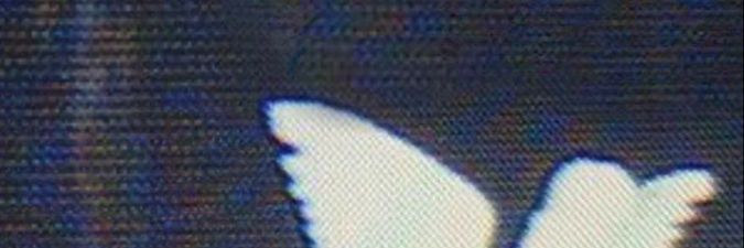 alice tembam🍑 banner
