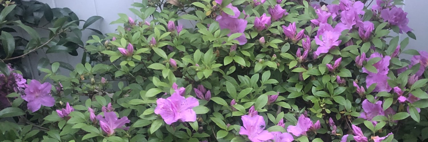 Jamesetta M. Walker banner