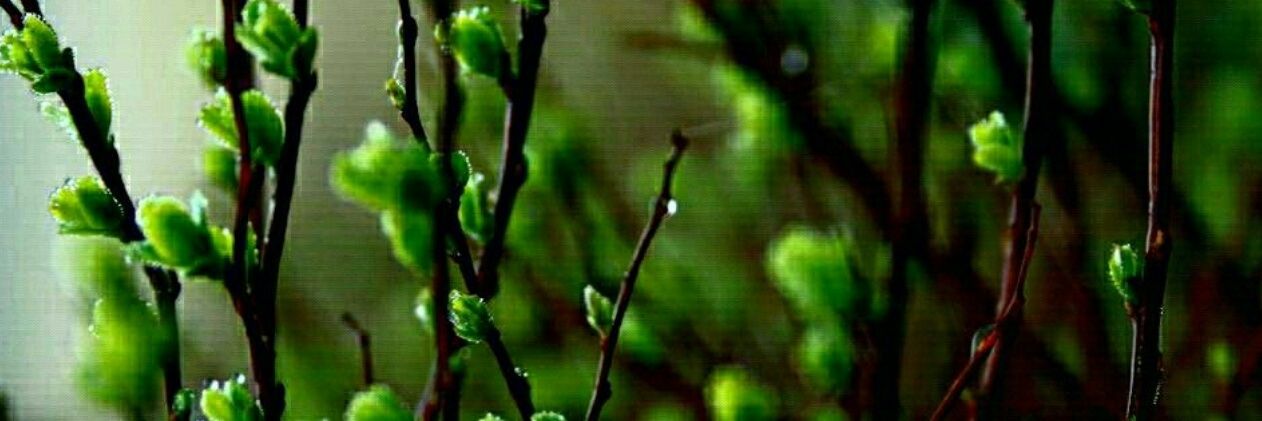 estelaperal's profile banner image