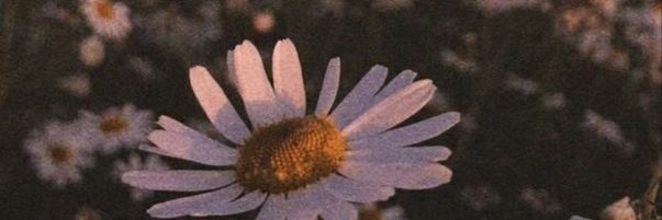 13Paularg's profile banner image