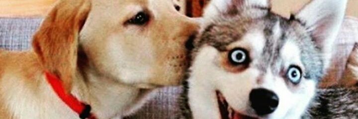 BEI banner