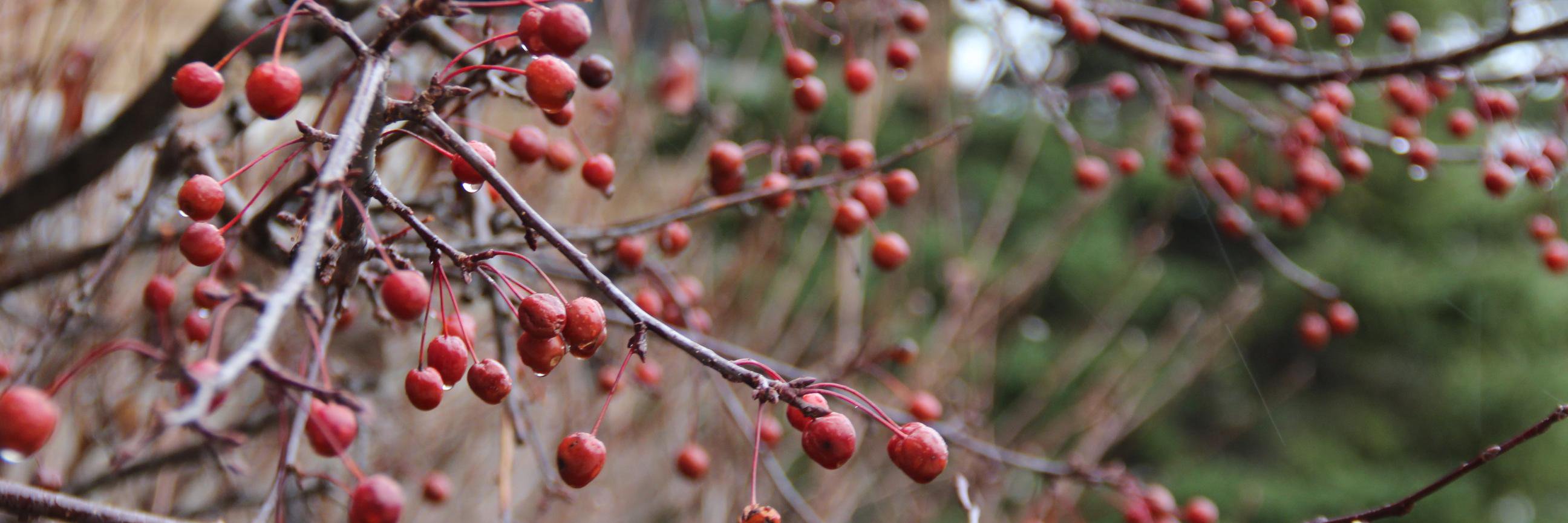 sssfCommunity banner