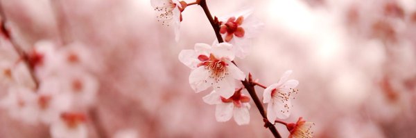 ckkmrt Profile Banner