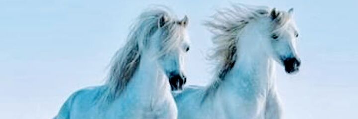 Sibelyildrm's profile banner image