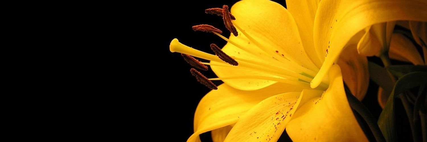sweetpea1016's profile banner image
