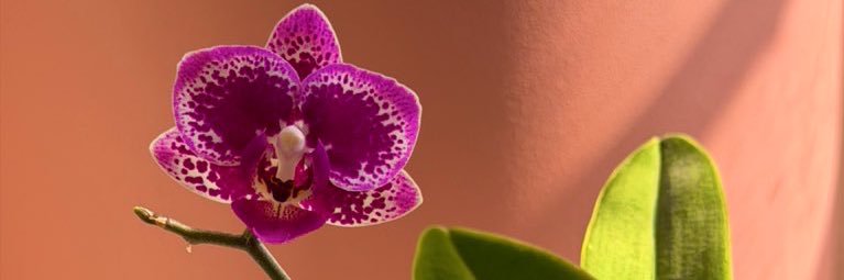 laprof banner