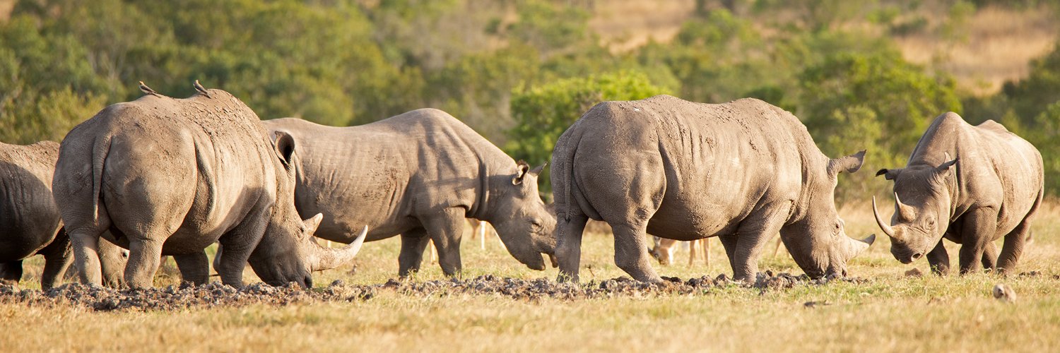 Helping Rhinos 🦏's banner