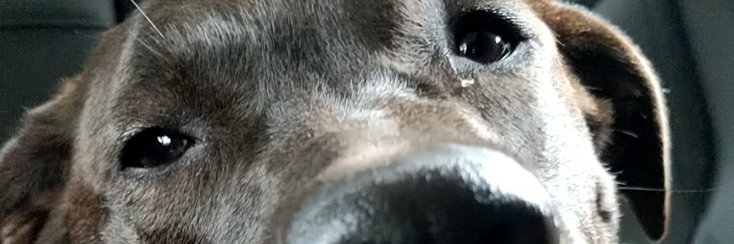CFRamseyer's profile banner image