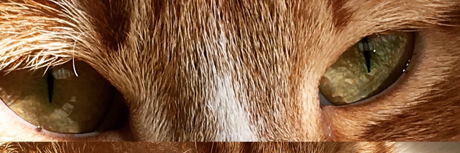 Anianiuka's profile banner image