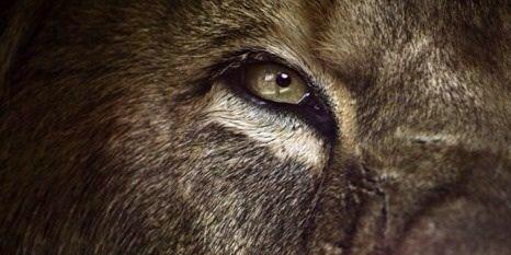 🌿🌻🍄🍂🐙™ banner