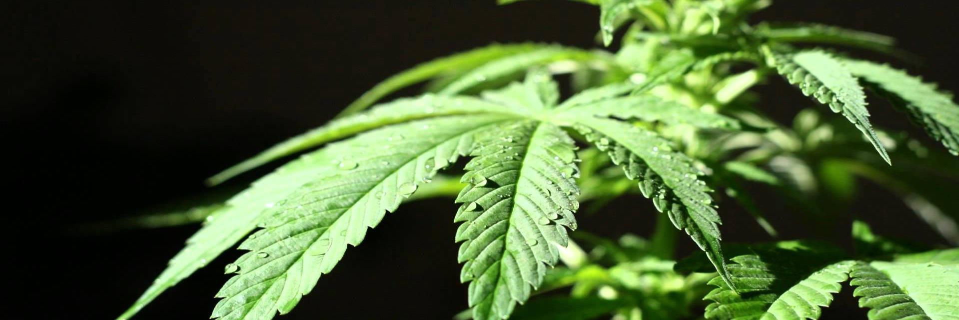 MariguanaMexico's profile banner image