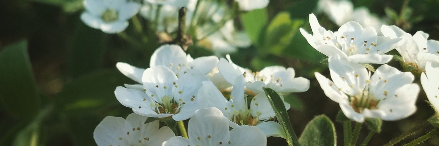 hatsyh's profile banner image