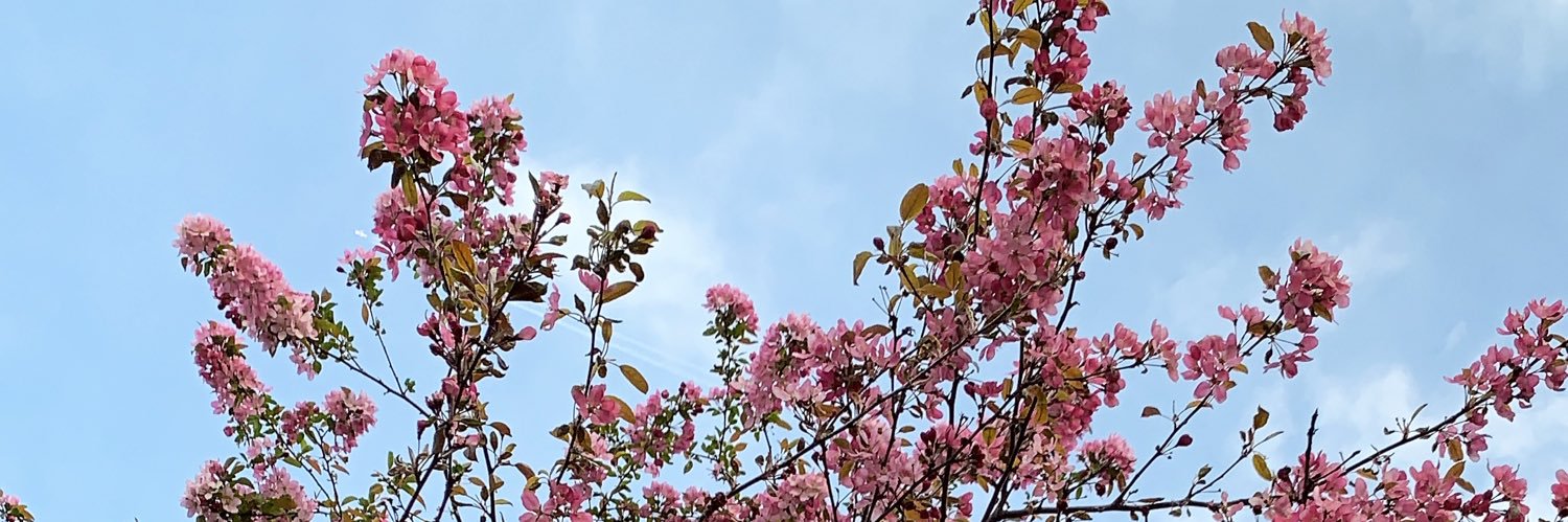JensenMalora's profile banner image
