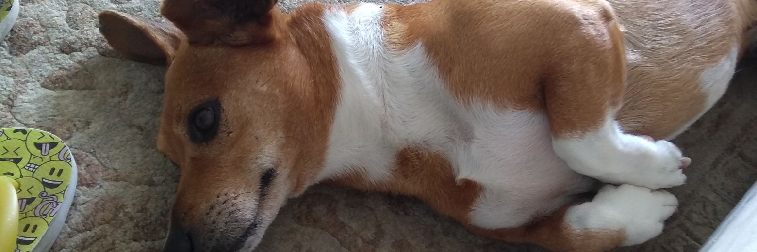 deeboraperfoll's profile banner image