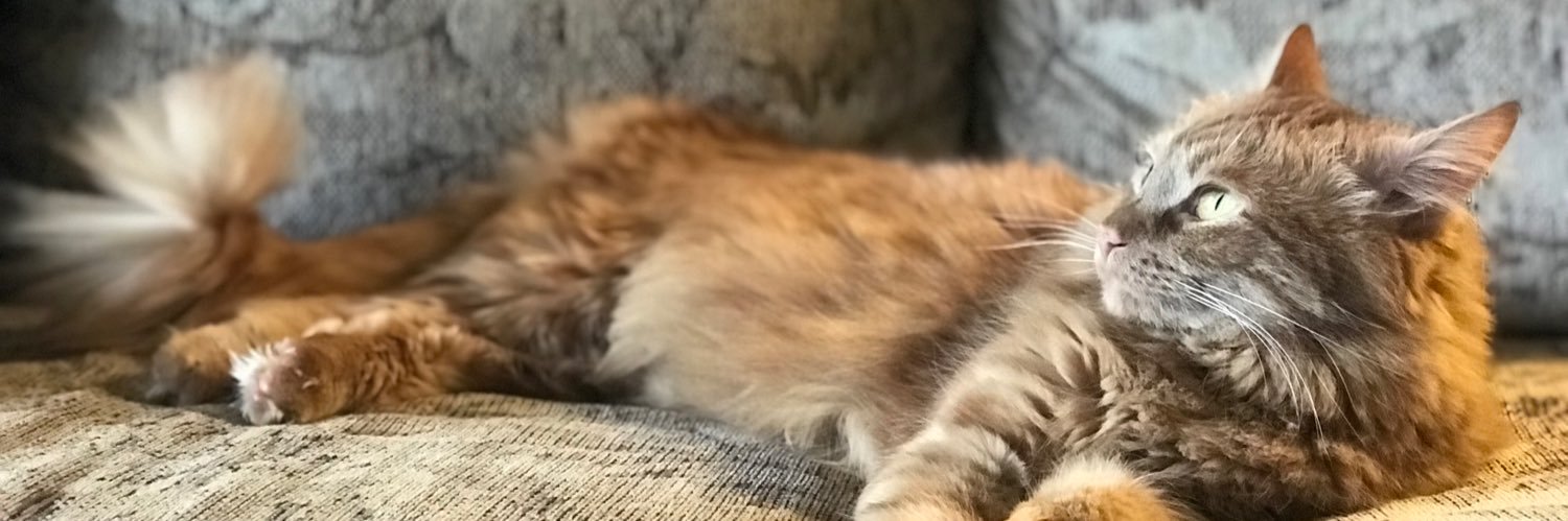 MollyKate77's profile banner image