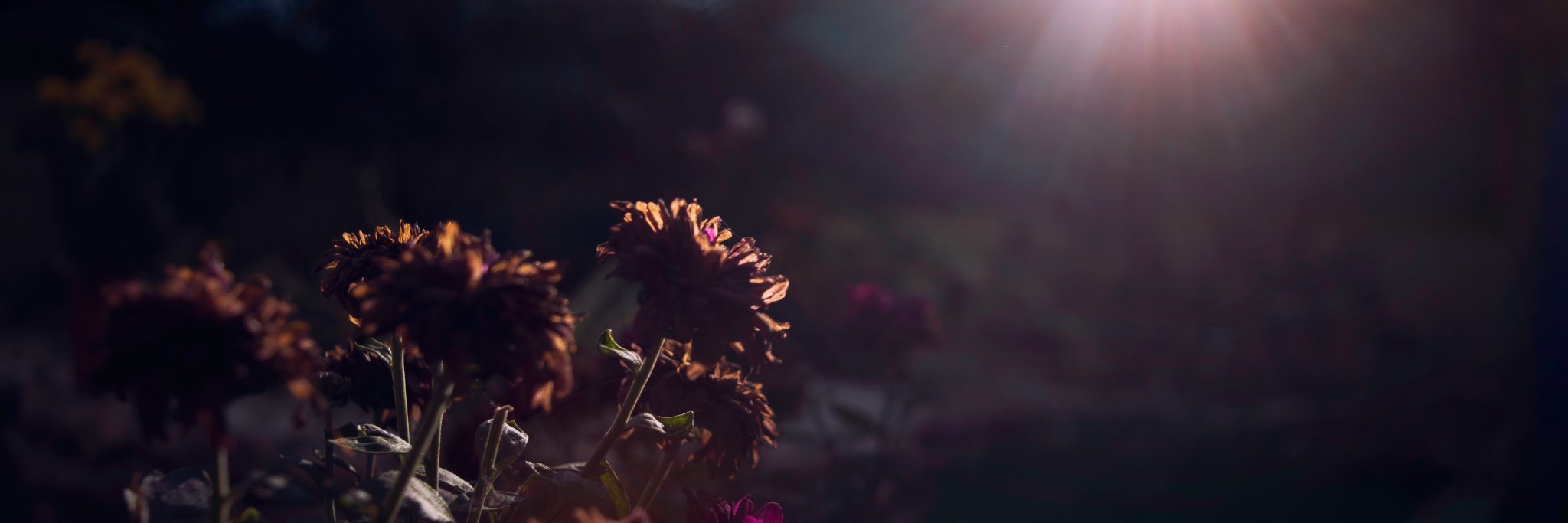 mohammadfaraz89's profile banner image
