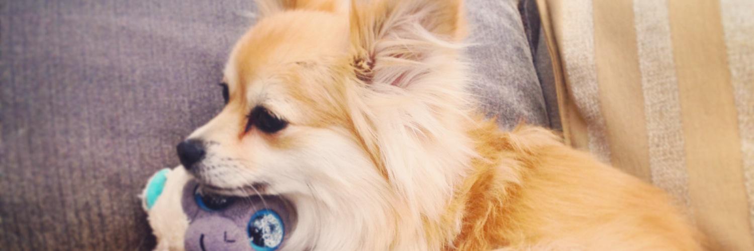caylashorthouse's profile banner image