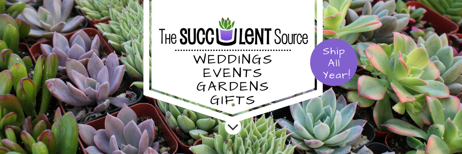 The Succulent Source (@SucculentSource) / Posts / X
