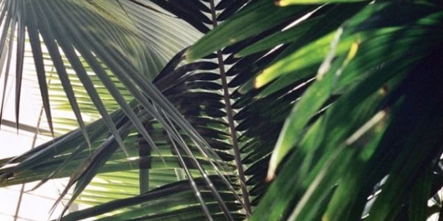 banapple95's profile banner image