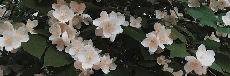 _jasmeeenaaa's profile banner image