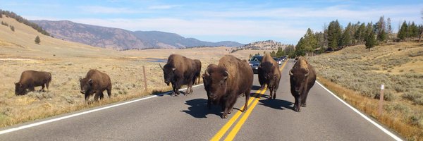 AnnEllis6 Profile Banner