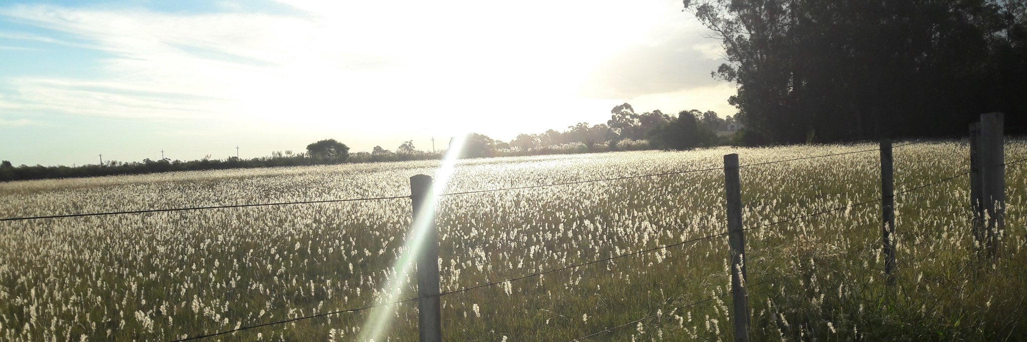 Facendo (Facundo) banner