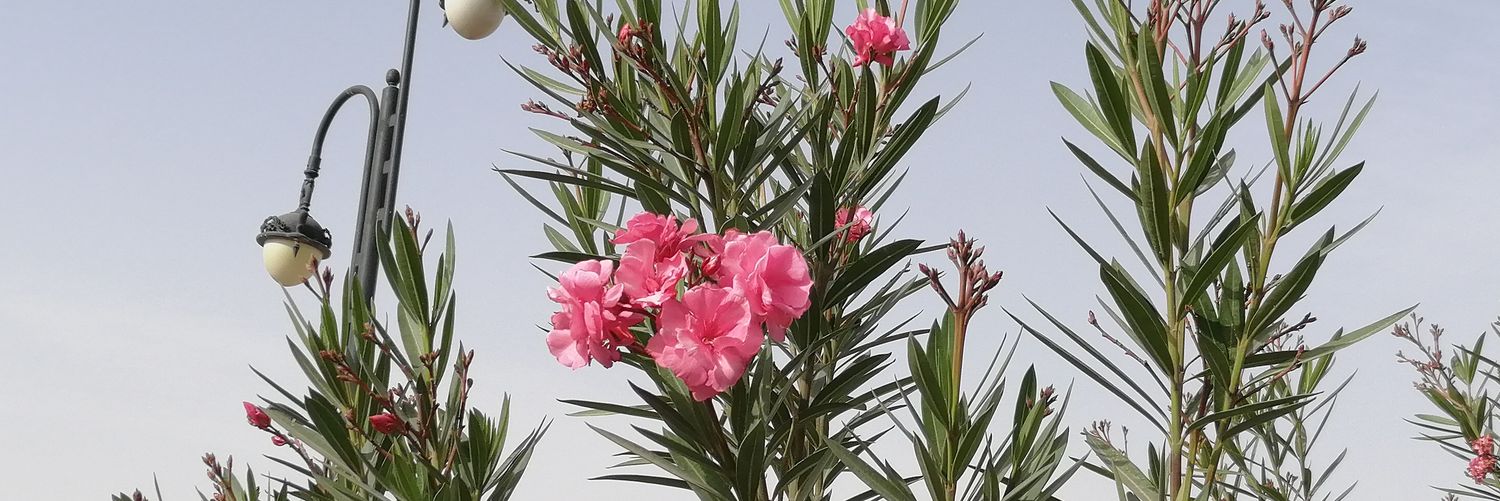 إبراهيم أبو عراق banner