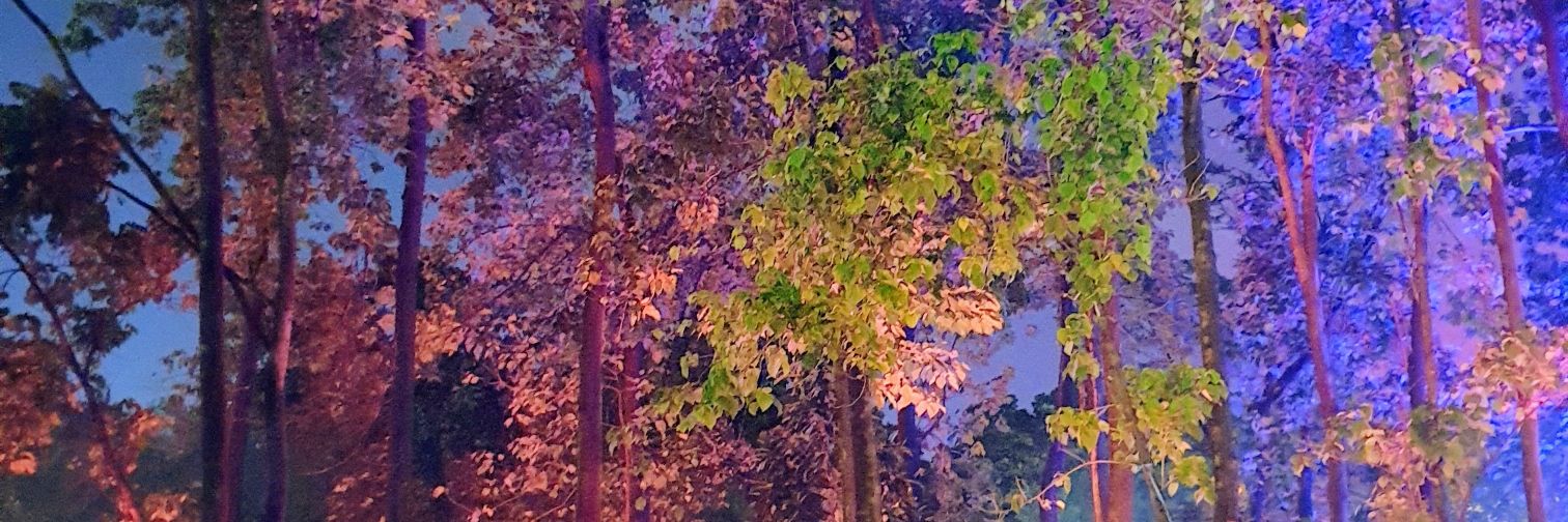 dadubias's profile banner image