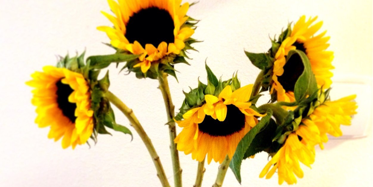FreemanSarahE's profile banner image