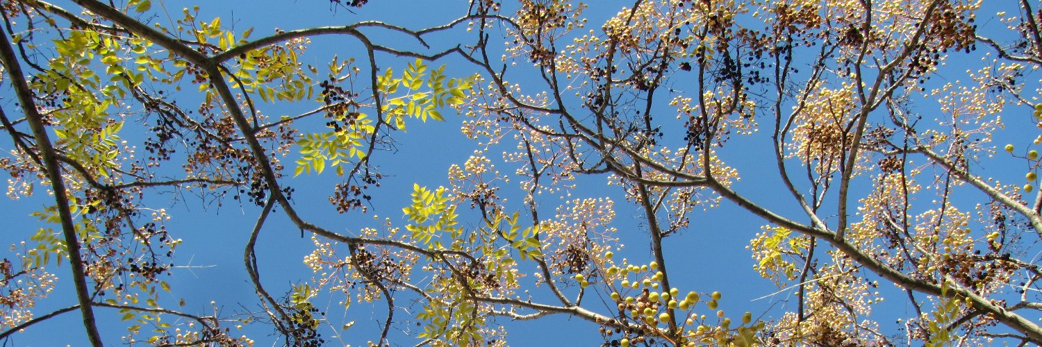 Marie Léger-St-Jean (marielsj.bsky.social) banner