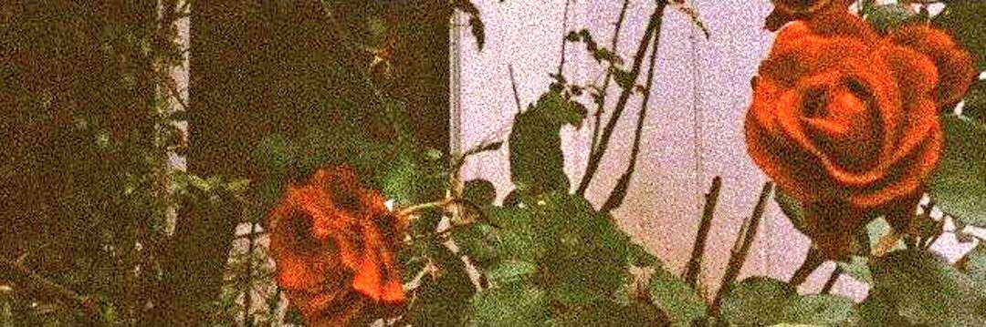 horny_stylesss's profile banner image