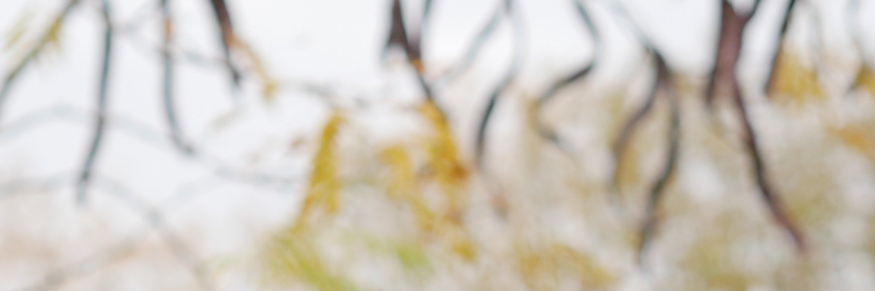 tanestis's profile banner image