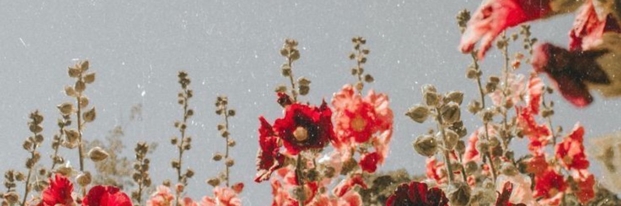 JulsAster's profile banner image