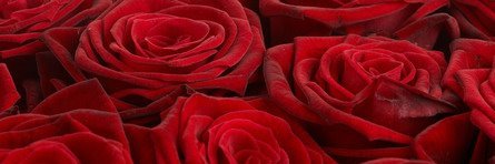 Laila_Lolla_'s profile banner image
