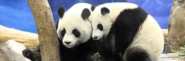 lockdouhua Profile Banner