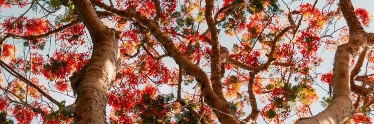 NashLuna_'s profile banner image