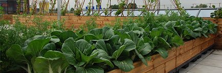 dakmoestuin's profile banner image