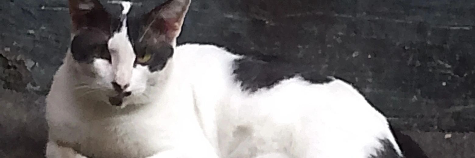 perantulisan's profile banner image