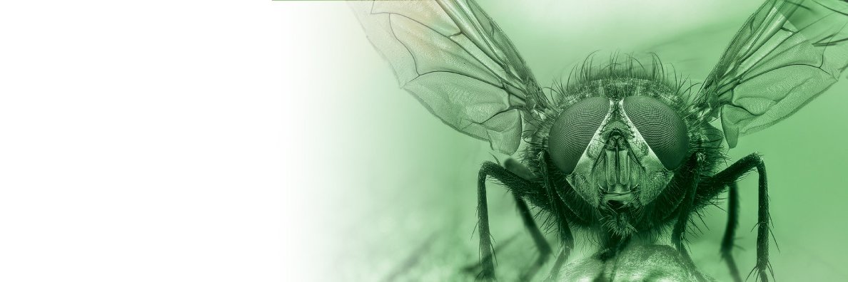 Insectocutor's profile banner image