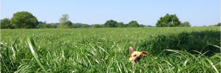 wolfgangsway's profile banner image