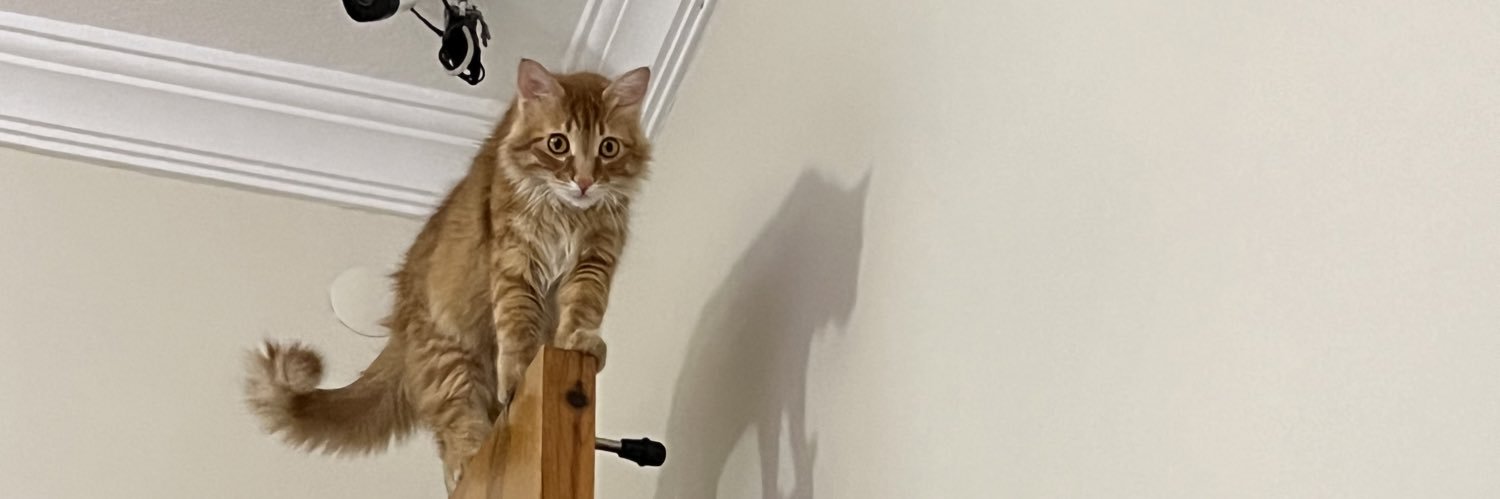 aslan simba banner