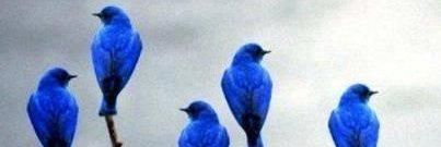 Ildragomd's profile banner image