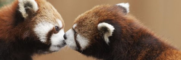 CuteXC Profile Banner