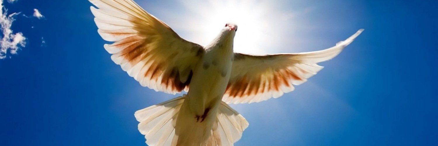 BirdCoinFactory's profile banner image