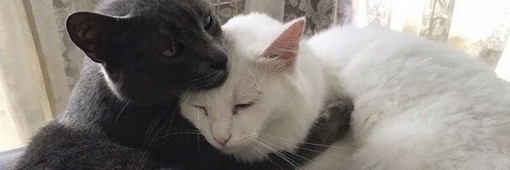 ☆ — Jonah-Nanda End! banner