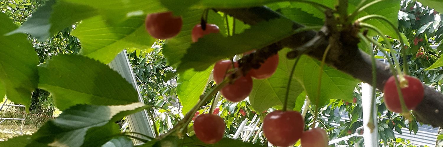 imadayomenari's profile banner image