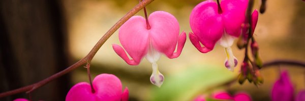 ALambev Profile Banner