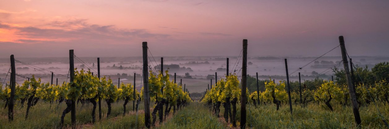 The Wine Treasury banner