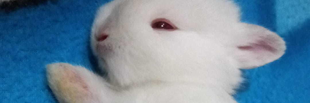 tsaura's profile banner image